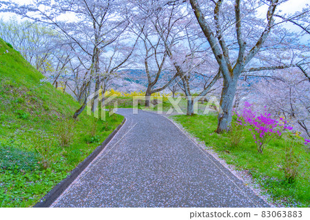 船岡城跡公園櫻花大道（宮城縣柴田町） 83063883