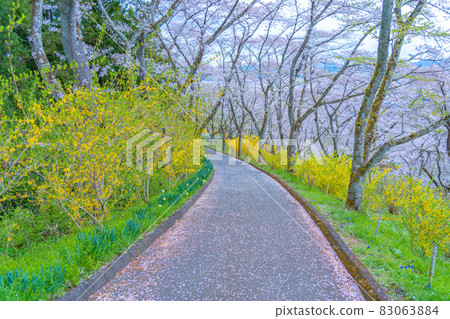 船岡城跡公園櫻花大道(宮城縣柴田町) 船岡城跡公園櫻花大道(宮城縣柴田町) 83063884