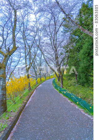 船岡城跡公園櫻花大道（宮城縣柴田町） 83063885