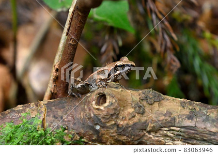 荷滿山的日本蟾蜍 83063946