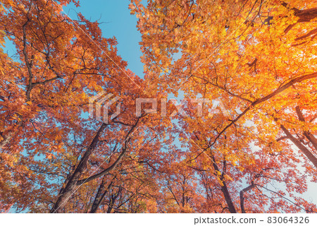 Oak tree branches at autumn morning time. 83064326