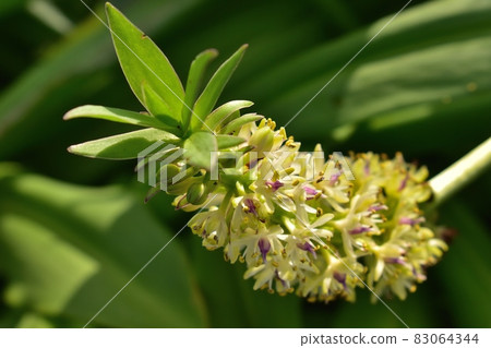 Pineapple Lily 2107 10pm 4:58 83064344