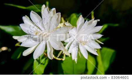 13 nights beauty flower 83064601