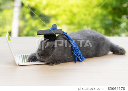 Newborn tiny bunny grey rabbit wear graduation cap with small laptop while lying on the wood 83064678