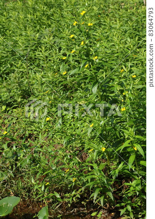 美國 Lysimachia davus，一種在沼澤和荒地中開黃色小花的歸化植物 83064793