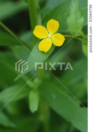 American Lysimachia davus, a naturalized plant that blooms small yellow flowers in swamps and wastelands 83064796