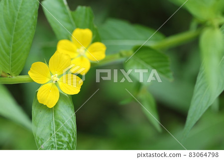American Lysimachia davus, a naturalized plant that blooms small yellow flowers in swamps and wastelands 83064798