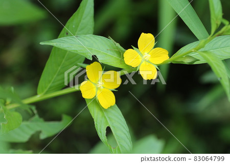 American Lysimachia davus, a naturalized plant that blooms small yellow flowers in swamps and wastelands 83064799