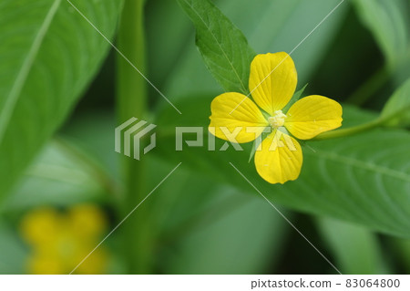 American Lysimachia davus, a naturalized plant that blooms small yellow flowers in swamps and wastelands 83064800