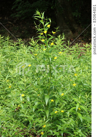 美國 Lysimachia davus,一種在沼澤和荒地中開黃色小花的歸化植物 美國 Lysimachia davus,一種在沼澤和荒地中開黃色小花的歸化植物 83064801