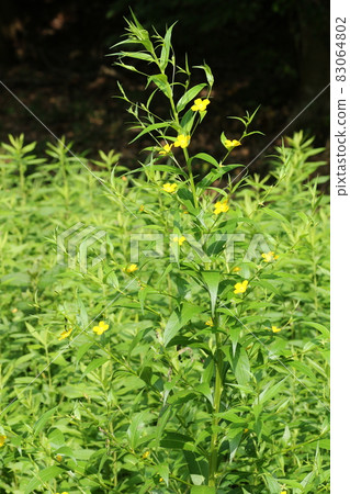 American Lysimachia davus, a naturalized plant that blooms small yellow flowers in swamps and wastelands 83064802