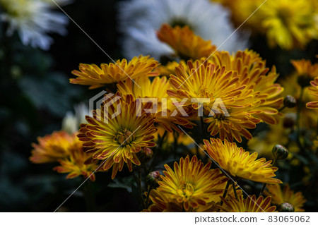Autumnal chrysanthemum flower in the garden Autumnal chrysanthemum flower in the garden 83065062