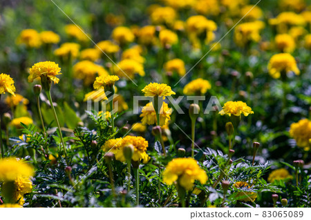 Marigold flowers in the garden Marigold flowers in the garden 83065089