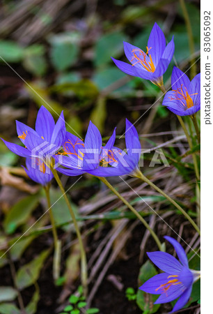 Autumn flowers - Colchicum autumnale 83065092
