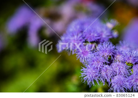 Close up of blue ageratum flower 83065124