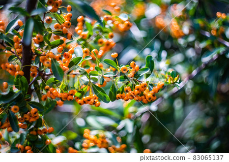 Bright red and orange berries of Pyracantha Bright red and orange berries of Pyracantha 83065137