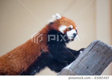 無辜的小熊貓 無辜的小熊貓 83065487