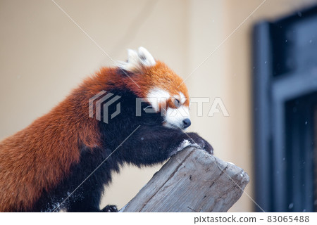 無辜的小熊貓 83065488