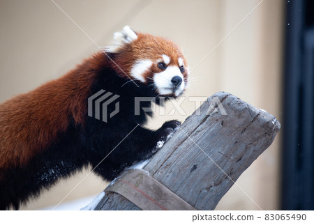 無辜的小熊貓 83065490