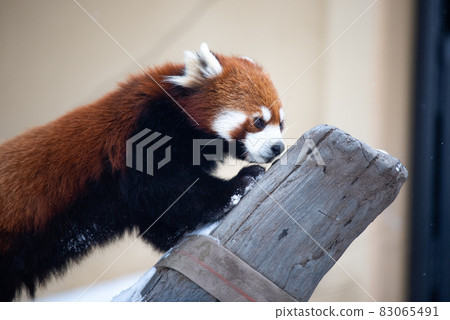 無辜的小熊貓 無辜的小熊貓 83065491