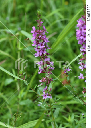 Lythrum anceps, which blooms purple flowers in summer 83065525