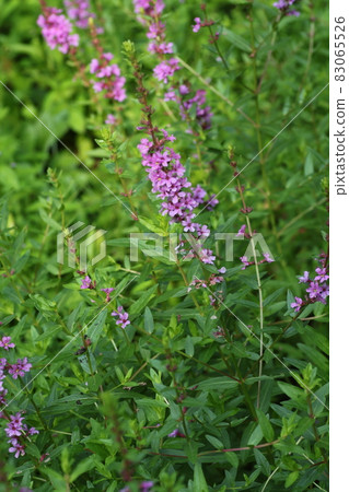 Lythrum anceps, which blooms purple flowers in summer Lythrum anceps, which blooms purple flowers in summer 83065526