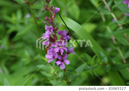 Lythrum anceps, which blooms purple flowers in summer 83065527