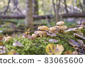 Mushrooms in the autumn forest 83065600