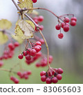 Red viburnum 83065603