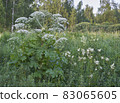 Weed hogweed 83065605