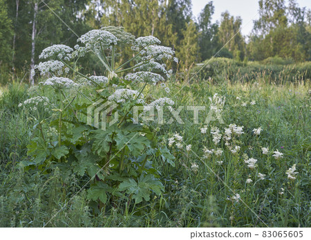 Weed hogweed Weed hogweed 83065605