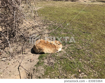 "Rabbit Island (Okunoshima) Crouching Brown Rabbit" (Takehara City, Hiroshima Prefecture) "Rabbit Island (Okunoshima) Crouching Brown Rabbit" (Takehara City, Hiroshima Prefecture) 83065864