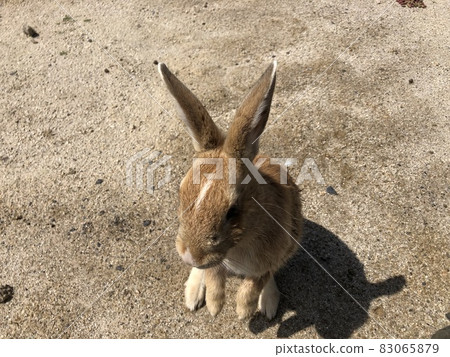 "Rabbit Island (Okunoshima) Standing on two legs (Utacchi) Dark brown rabbit" (Takehara City, Hiroshima Prefecture) "Rabbit Island (Okunoshima) Standing on two legs (Utacchi) Dark brown rabbit" (Takehara City, Hiroshima Prefecture) 83065879