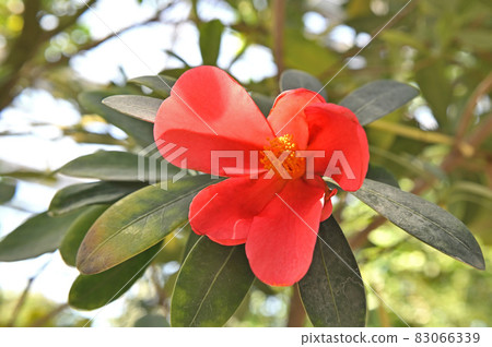 杜鵑花山茶花 83066339