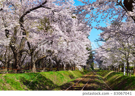 櫻井津輕鐵道蘆之公園站 83067041