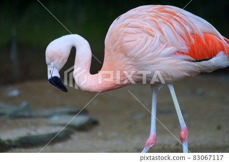 Ooh Flamingo 83067117