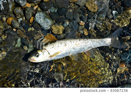 I caught a dace and took it alive immediately I caught a dace and took it alive immediately 83067236
