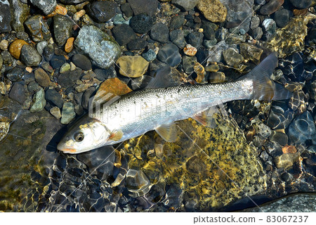 我抓到了一隻鯡魚並立即將它活捉 83067237