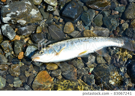 I caught a dace and took it alive immediately I caught a dace and took it alive immediately 83067241