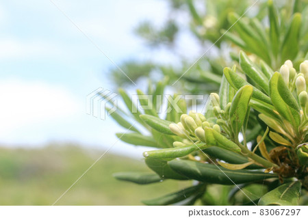 在陽光明媚的日子裡，一個種滿果實的花園 83067297