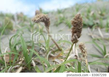 Sandy plants blown by the wind Sandy plants blown by the wind 83067299