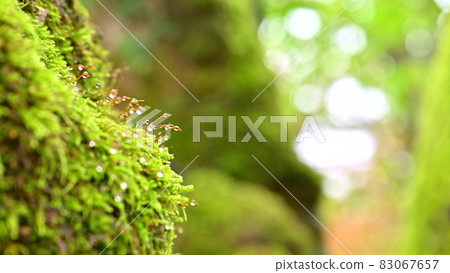 Nature "moss" on the roof Kamegamori Road in Shikoku Nature "moss" on the roof Kamegamori Road in Shikoku 83067657