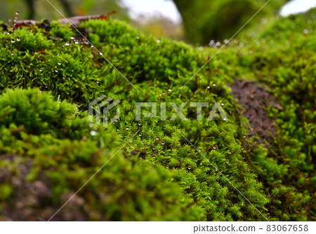 Nature "moss" on the roof Kamegamori Road in Shikoku Nature "moss" on the roof Kamegamori Road in Shikoku 83067658