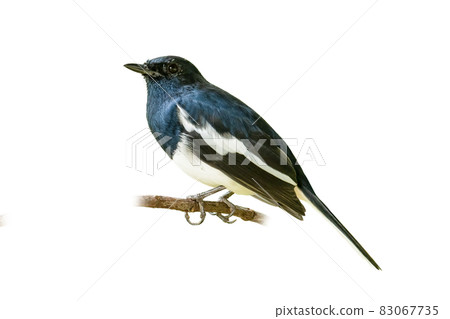 Male Oriental Magpie Robin isolated on white background 83067735