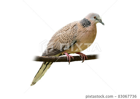 Spotted dove perching on a perch isolated on white background 83067736