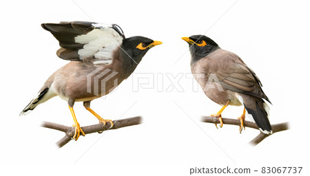 Common myna isolated on white background 83067737