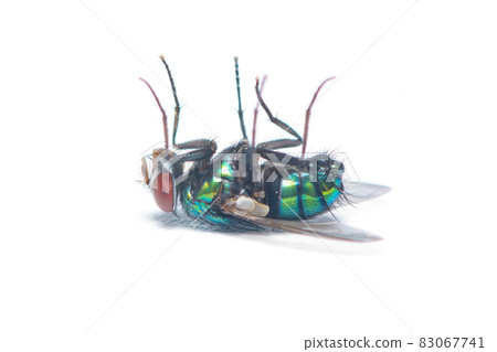 Glittering Green Bottle Fly isolated on white background Glittering Green Bottle Fly isolated on white background 83067741