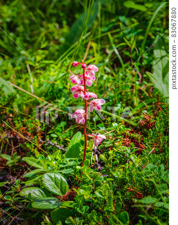 Delicate flowers on a pink wintergreen plant (Pyrola asarifolia). Flora of the Altai Mountains. Delicate flowers on a pink wintergreen plant (Pyrola asarifolia). Flora of the Altai Mountains. 83067880