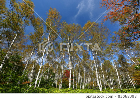 長野縣南作區佐久保町八千穗高原日本第一白樺林 83068398