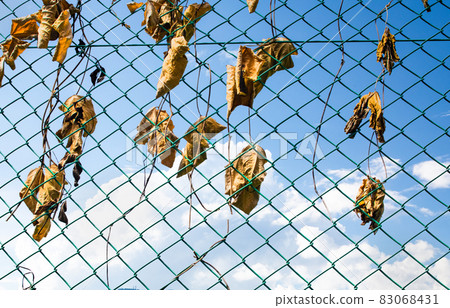 It is a landscape of contrast between dead vines and the blue sky. Please use it as a background with a message. 83068431